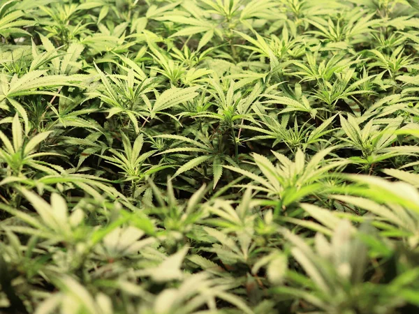 Marihuananın Cbd Türü Yasal Olarak Esrar Yetiştiriyoruz Saatlik Periyotta Iki — Stok fotoğraf