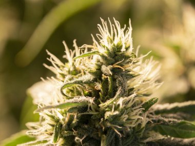 CBD kenevir çiçeğinin reçineli makro fotoğrafı.