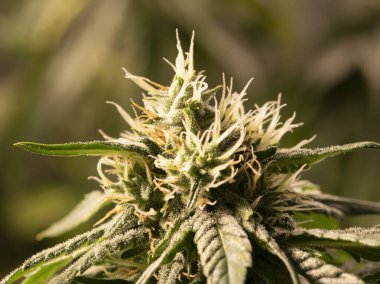 CBD kenevir çiçeğinin reçineli makro fotoğrafı.