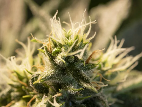 Makro Zdjęcie Kwiatu Marihuany Cbd Żywicą — Zdjęcie stockowe