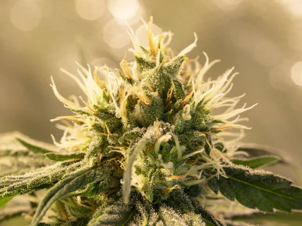 Macro Foto Cbd Cannabis Fiore Con Resina — Foto Stock