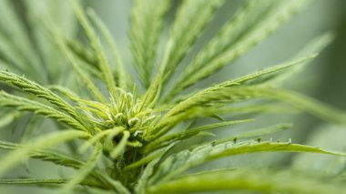 Güneşin altında yetişen kenevir çiçeğinin makro fotoğrafı.