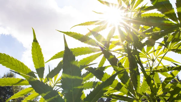 Marihuana fotoğrafı ve yaprakların arasında ışıldayan güneş.