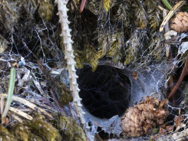 Ormandaki bir örümceğin ağaç altındaki yuvasının makro fotoğrafı..