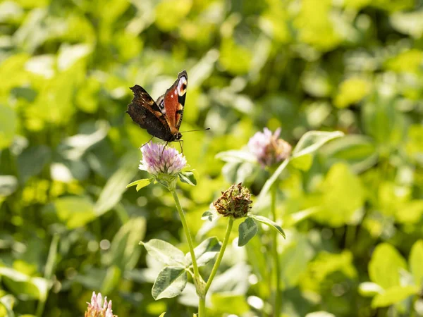 Foto Una Mariposa Sobre Una Flor Bebiendo Néctar —  Fotos de Stock