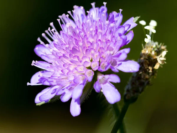 Mor Bir Çiçeğin Güneşteki Macro Fotoğrafı — Stok fotoğraf