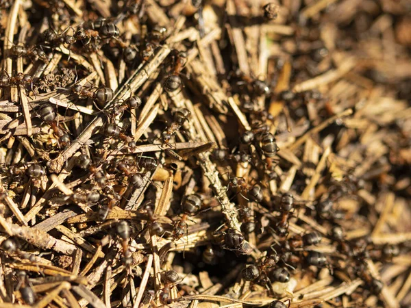 Macro Photo Anthill Forest Ants Stock Picture