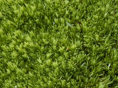 Yeşil yosun marko fotoğrafından doku