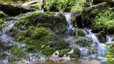 Bulanık bir dağ deresi yosun ve taşların üzerinden akıyor..