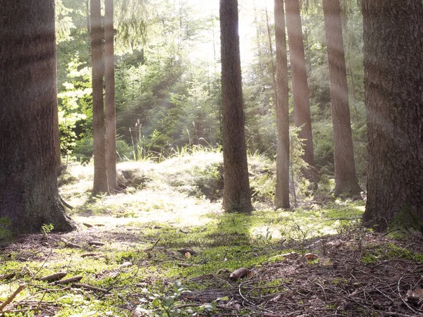Gün ışığı ormanların arasında ışıldar.