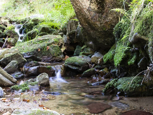 Blurred stream of a mountain stream flowing over moss and stones under big spruce.