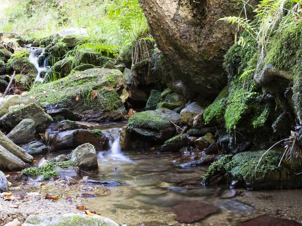 大きなトウヒの下に苔や石の上を流れる渓流のせせらぎ ロイヤリティフリーのストック写真