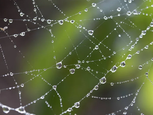 Çiy damlalarıyla kaplı bir örümcek ağının makro fotoğrafı