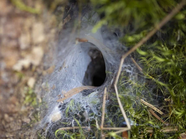 苔藓和森林中的蜘蛛洞穴 — 图库照片