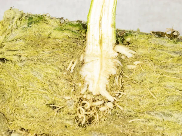 CBD kenevirinin kök topu ve sapının kaya yününde çapraz kesimi, makro fotoğraf