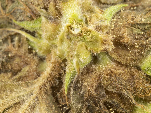 Hasattan sonra küflü CBD kenevirinin makro fotoğrafı.