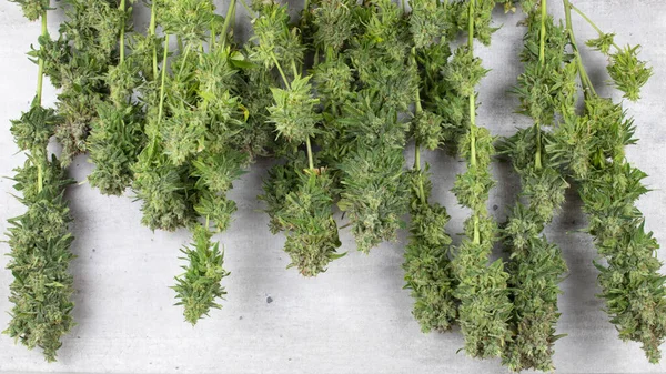 Fiori Cannabis Freschi Appesi Una Gruccia Metallica Dopo Raccolto — Foto Stock