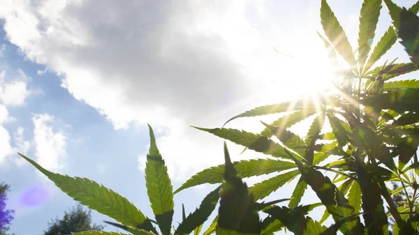 Marihuana fotoğrafı ve yaprakların arasında ışıldayan güneş.