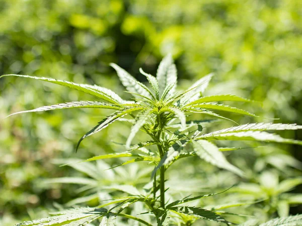 Çayırda, ısırgan otlarının arasında marihuana fotoğrafı, güzel bir bokeh ile. Bitki güneşin altında büyüyor..
