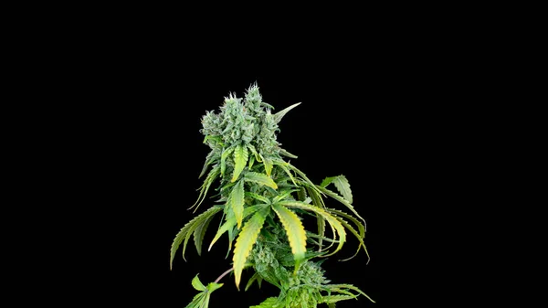 黒の背景で収穫後のCbd大麻のCbd ロイヤリティフリーのストック画像