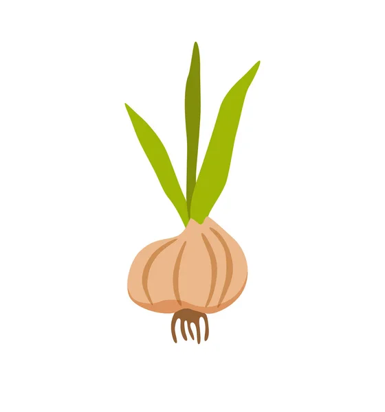 Onion in colorful cartoon style vector illustration. — Stock Vector