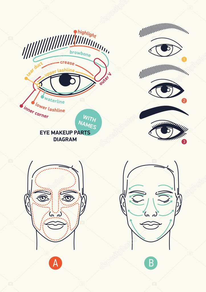Clean stylish linear vector eye makeup themed diagrams and cosmetics application including facial skin areas and skincare product application scheme with arrows and eye parts diagram with names