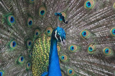 Kuyruk tüylerini dışarı yaslayan görkemli bir Hint tavus kuşu (Pavo cristatus) görüntüsü.
