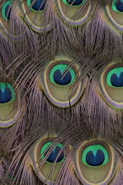 Hint tavus kuşu tüyleri patter, renk ve doku.