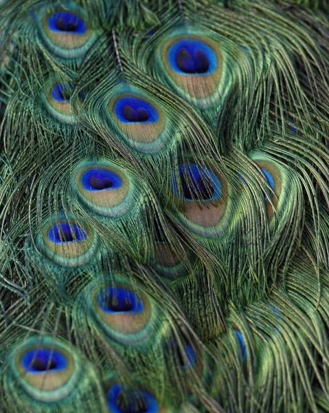 Exotic Indian Peacock Feather Pattern Colors Texture — Stock Photo, Image