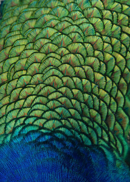 Exotic Indian peacock feather pattern, colors, and texture. 