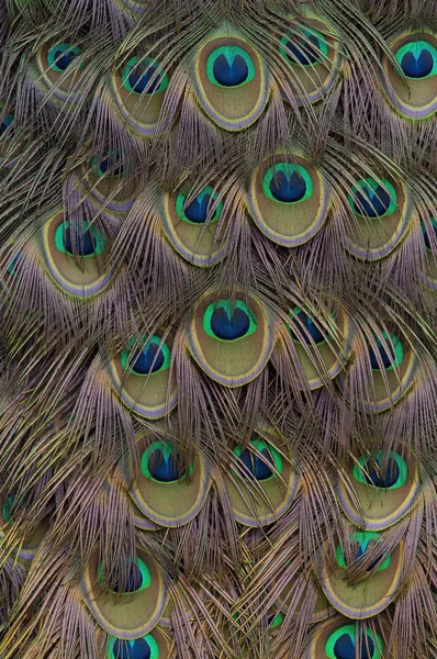 Indian Peacock Plumage Patter Color Texture — Stock Photo, Image