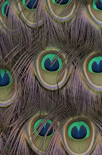 Hint tavus kuşu tüyleri patter, renk ve doku.