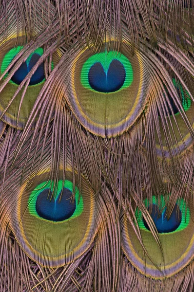 Indian Peacock Plumage Patter Color Texture — Stock Photo, Image