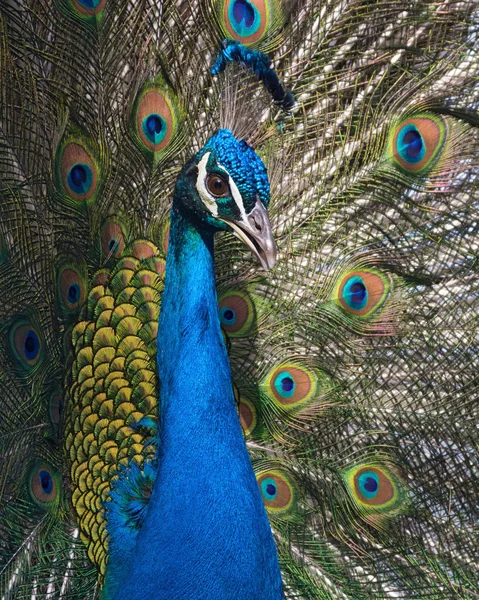 Image Splendid Indian Peacock Pavo Cristatus Fanning Out Its Tail — Stock Photo, Image