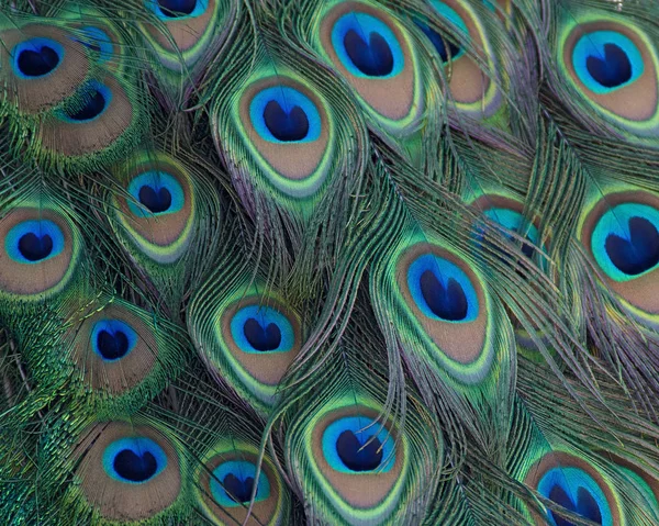 Indian Peacock Plumage Patter Color Texture — Stock Photo, Image