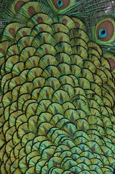 Indian Peacock Plumage Patter Color Texture — Stock Photo, Image