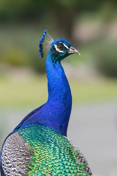 Portrait Indian Peacock Profile — Stock Photo, Image