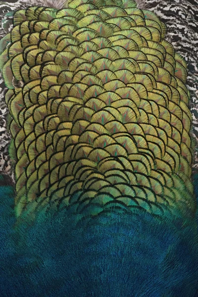 Indian Peacock Plumage Patter Color Texture — Stock Photo, Image