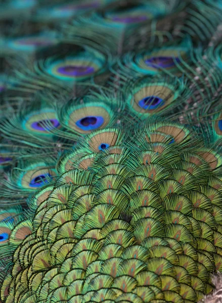 Indian Peacock Color Texture Pattern — Stock Photo, Image