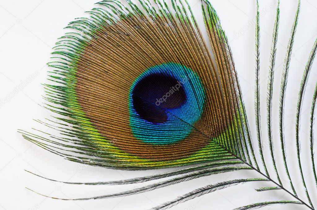 Indian peacock plumage patter, color, and texture.