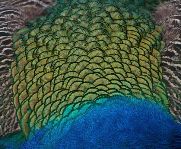 Background Texture Peacock Back Feathers — Stock Photo, Image