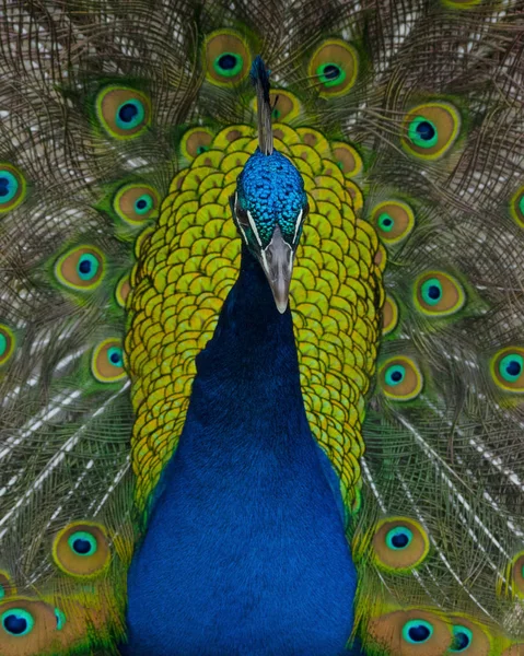 ปภาพของนกย นเด งดงาม Pavo Chrisatus กหางของม — ภาพถ่ายสต็อก
