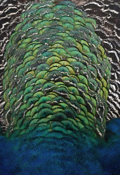 Achtergrond Textuur Van Peacock Terug Veren — Stockfoto