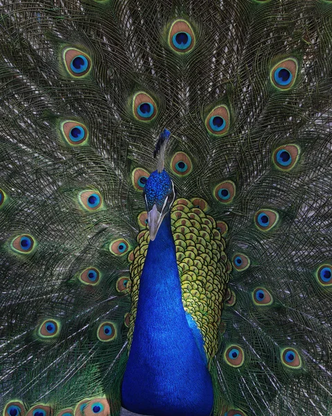 ปภาพของนกย นเด งดงาม Pavo Chrisatus กหางของม — ภาพถ่ายสต็อก