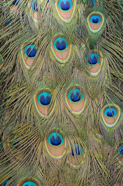 Eyespots on a peacock's train feathers illuminated by sunlight.