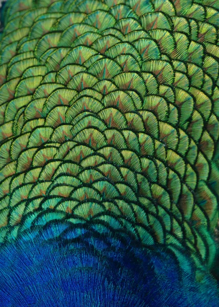 Fondo Textura Plumas Pavo Real — Foto de Stock