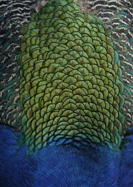 孔雀の背中の羽の背景と質感 — ストック写真