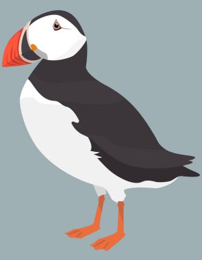 Atlantik martı manzaralı. Çizgi film tarzında kuzey kuşu.