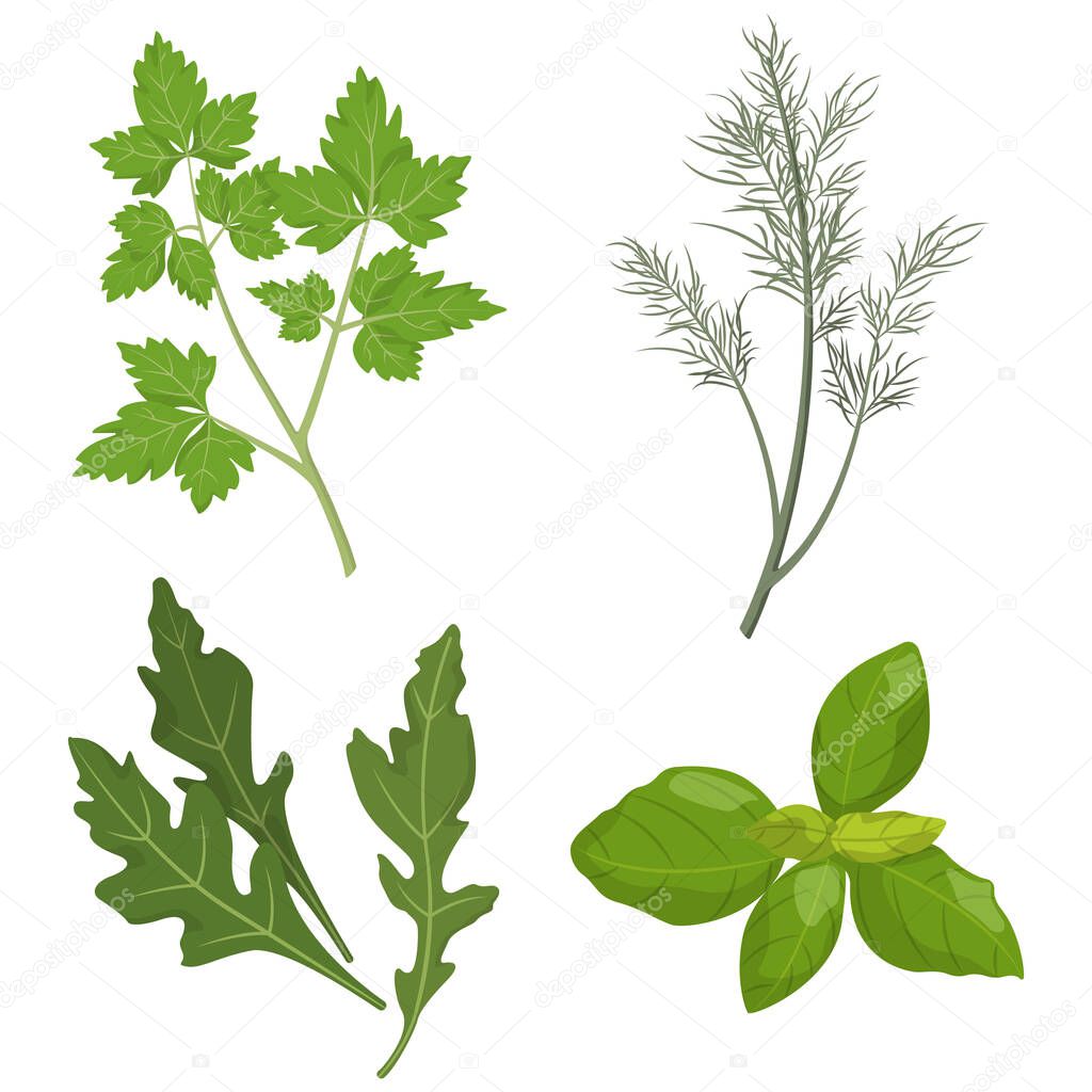 Set of fresh herbs. Parsley, dill, arugula and basil.