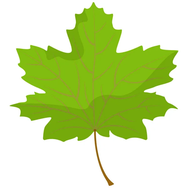 Maple leaf isolated on white background. — Stock Vector